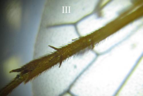 Cephalcia arvensis