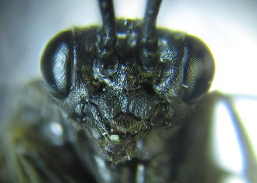Réf. 258 464 : Empria liturata