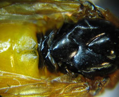 Arge ochropus