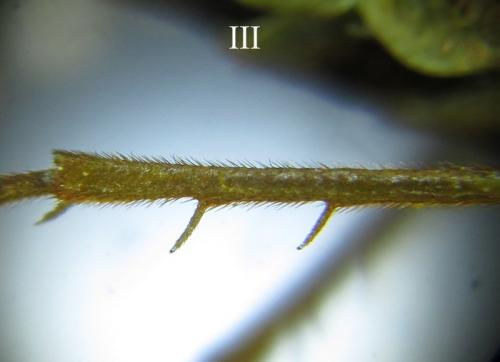 Cephalcia arvensis