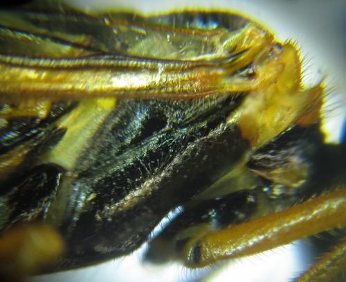 Cephalcia arvensis