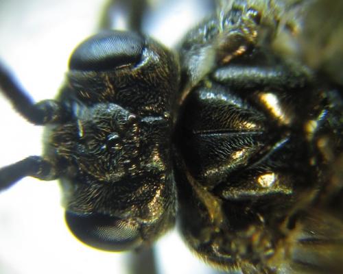 Réf. 258 465 : Empria liturata