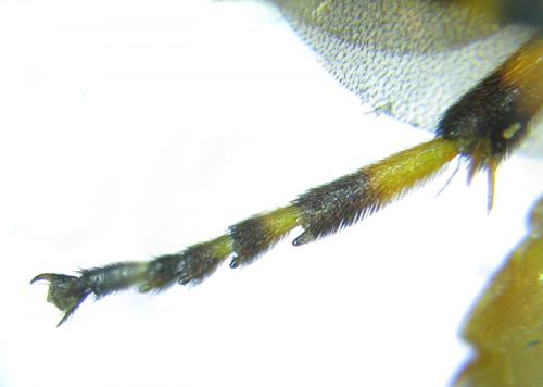 Arge ochropus