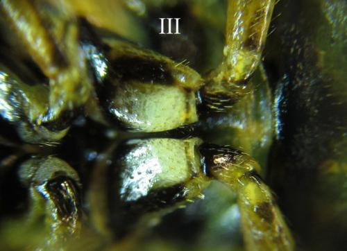 Cephalcia arvensis