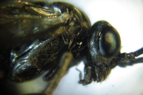 Réf. 258 466 : Empria liturata