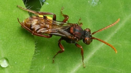 Nomada sp.