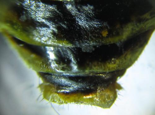 Cephalcia arvensis