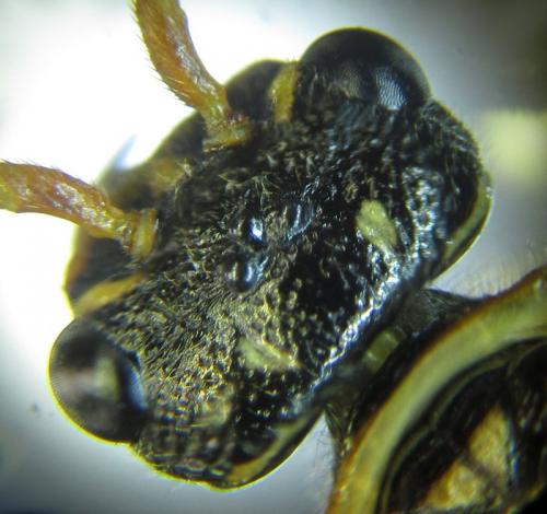 Cephalcia arvensis