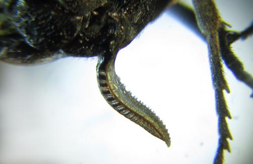 Empria liturata