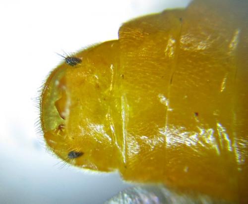 Arge ochropus