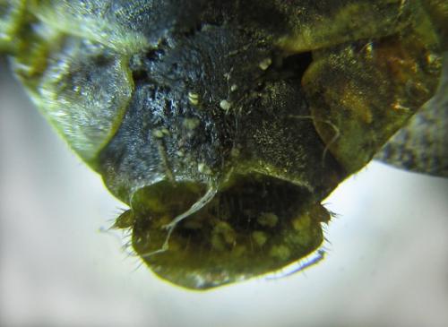 Réf. 258 824 : Cephalcia arvensis