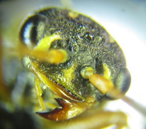 Cephalcia arvensis