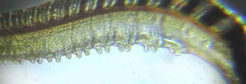 Empria liturata