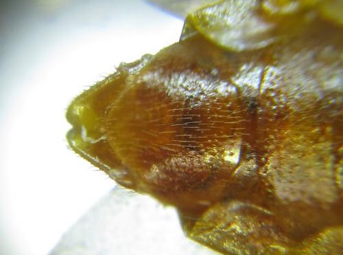 Cephalcia arvensis