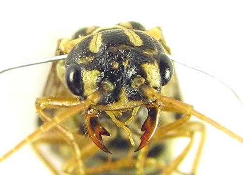 Cephalcia arvensis