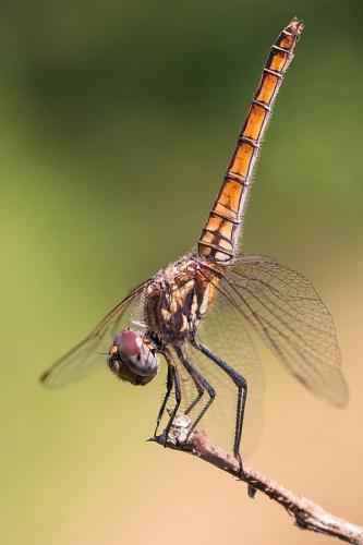 Réf. 258 990 : Trithemis annulata