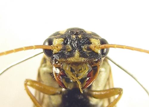 Cephalcia arvensis