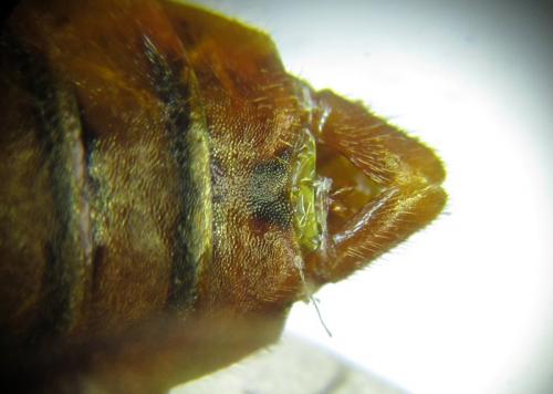 Cephalcia arvensis