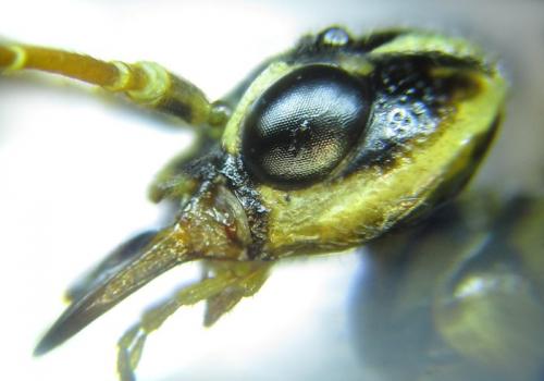 Cephalcia arvensis