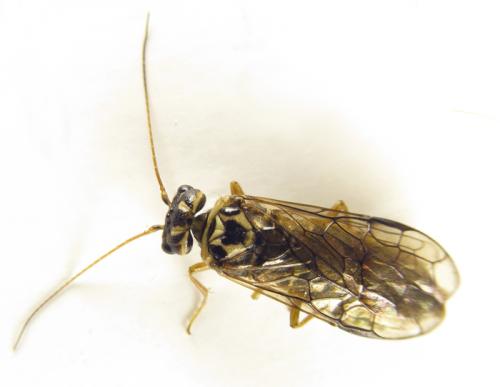 Cephalcia arvensis