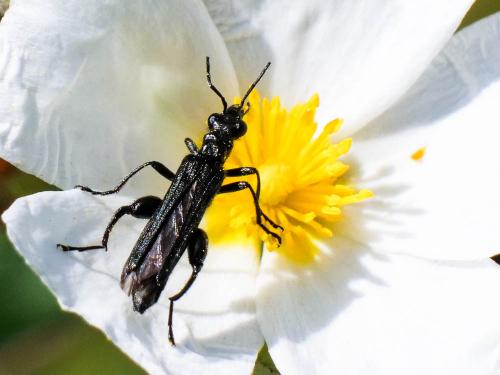 Réf. 258 216 : Oedemera atrata