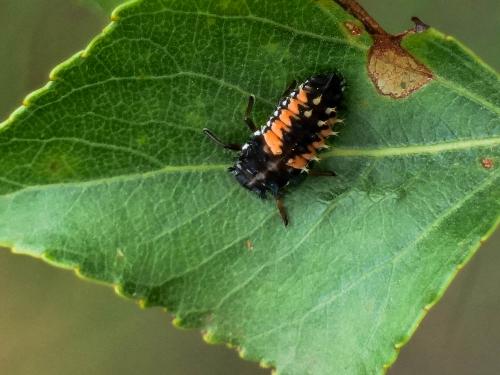 Harmonia axyridis