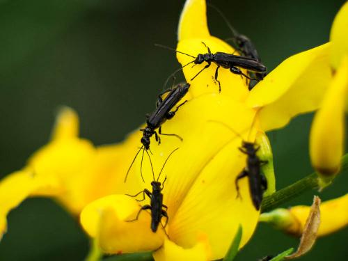Oedemera atrata