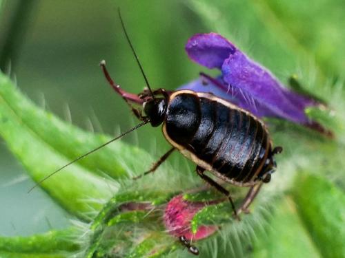 Réf. 258 340 : Loboptera decipiens