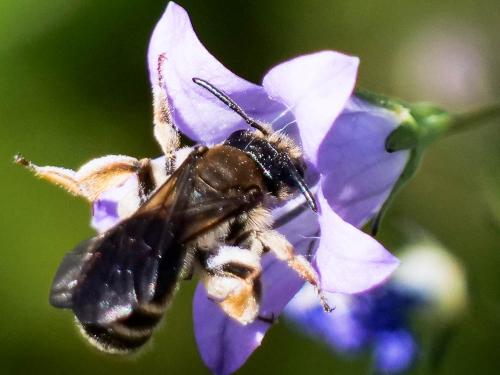 Réf. 258 146 : Andrena sp.
