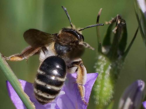 Réf. 258 147 : Andrena sp.