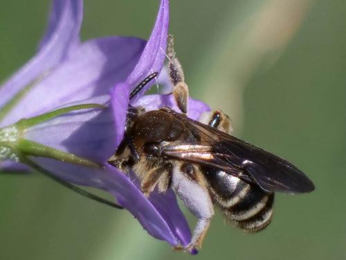 Andrena sp.
