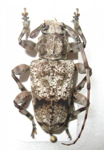 Acanthoderini