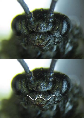 Empria liturata