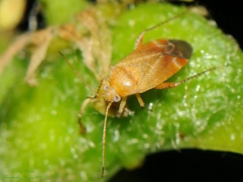 Psallus sp.