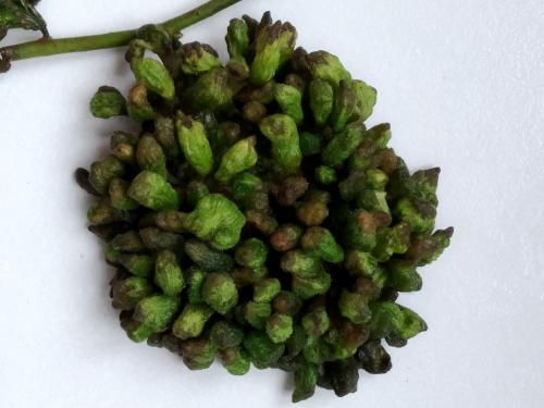 Tetraneura sp.