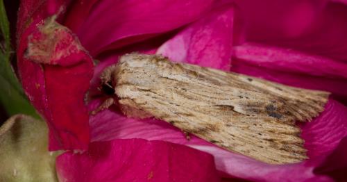 Réf. 258 159 : Apamea lithoxylaea