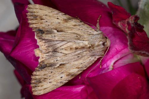 Réf. 258 158 : Apamea lithoxylaea