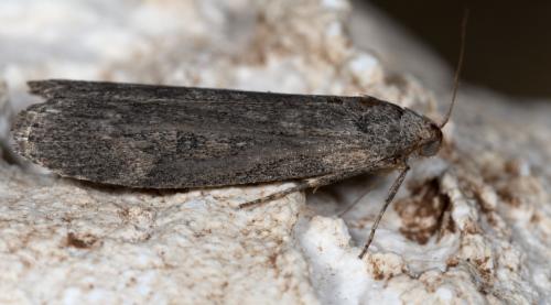 Réf. 258 326 : Lamoria anella