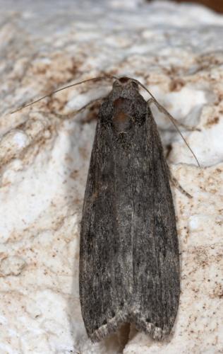 Réf. 258 325 : Lamoria anella