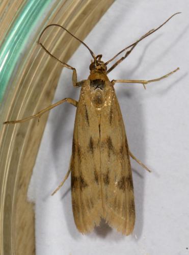 Homoeosoma sinuella