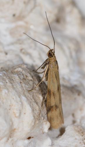 Homoeosoma sinuella