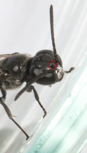 Trypoxylon sp.