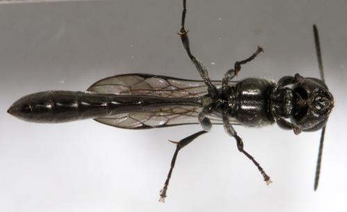 Réf. 258 375 : Trypoxylon sp.