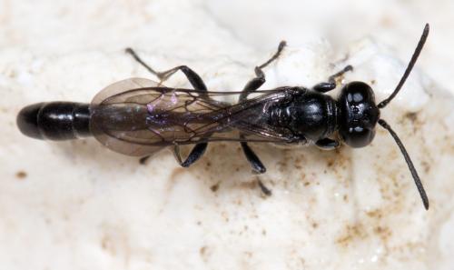Trypoxylon sp.