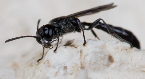 Trypoxylon sp.