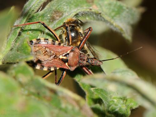 Réf. 258 409 : Rhynocoris erythropus
