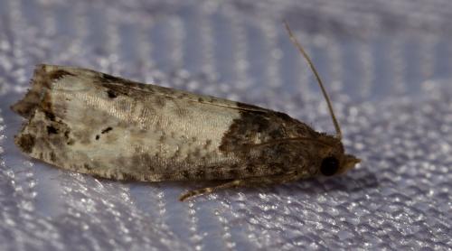 Réf. 258 505 : Notocelia roborana