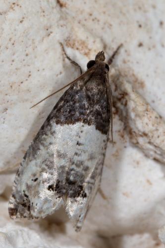Réf. 258 506 : Notocelia roborana