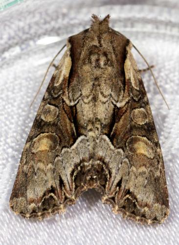 Lacanobia w-latinum