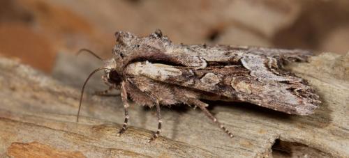 Lacanobia w-latinum